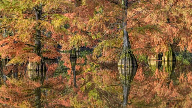 Cyprès chauves aux couleurs d’automne en Isère