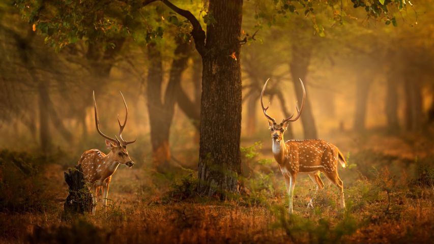 斑鹿，滕波尔国家公园，印度