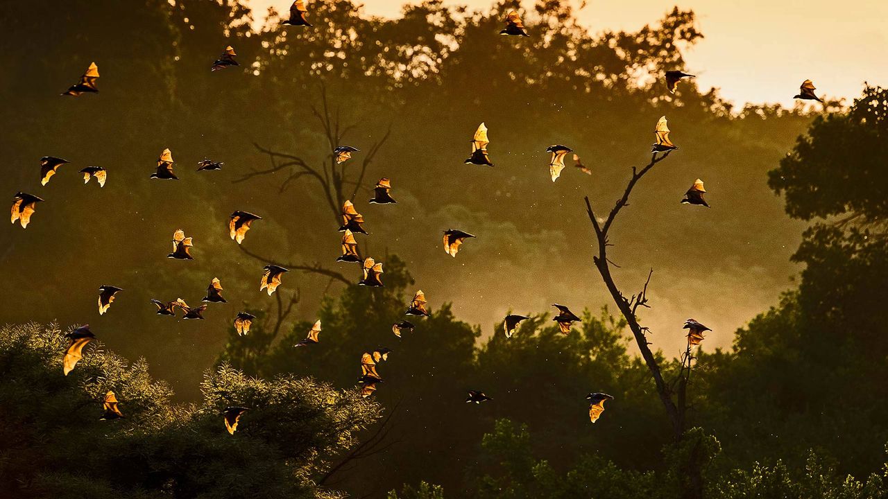 Straw-coloured fruit bats in Kasanka National Park, Zambia