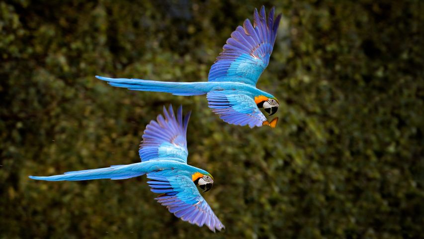 Arara-canindé voando na floresta do Pantanal, Brasil