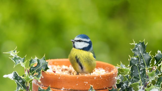 Eurasian blue tit, United Kingdom