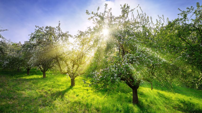 Alberi di mele in primavera, Germania