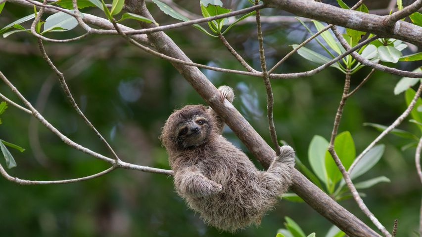 Pygmy three-toed sloth baby, Isla Escudo de Veraguas, Panama