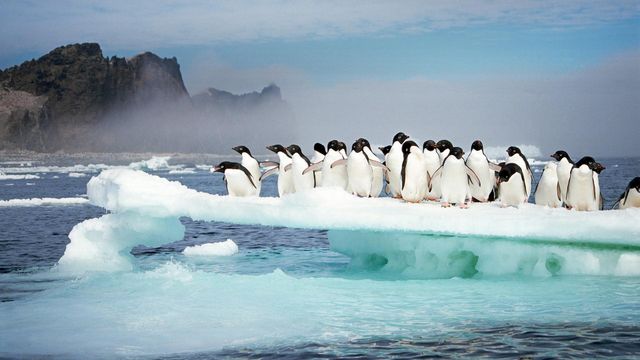 Adélie penguins at Possession Island, Antarctica