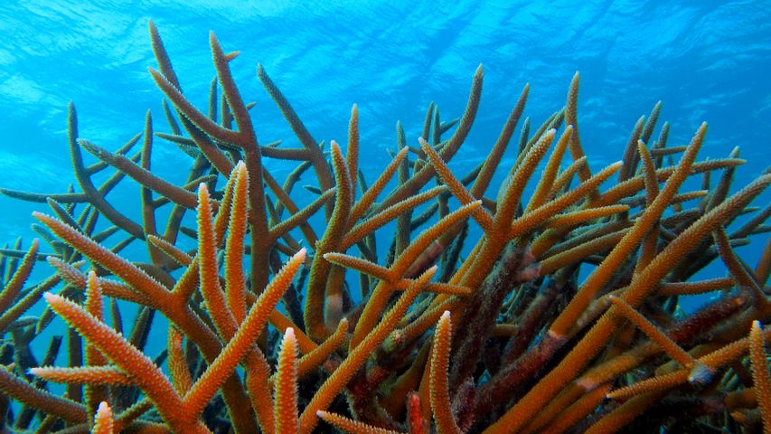 海の画廊「珊瑚海の午後」 海の画廊「 珊瑚海 」