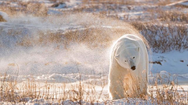 Polar bear in Hudson Bay, Canada