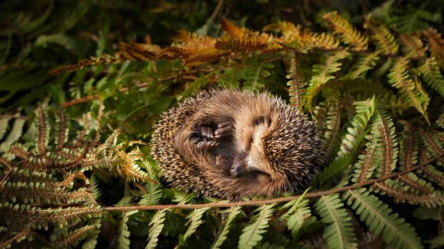 Baby hedgehog