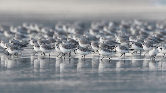 「ブルターニュのミユビシギ」フランス
