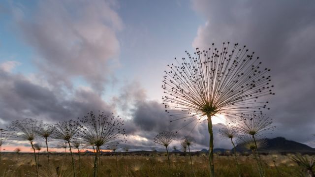 Chuveirinhos ao nascer do sol na Chapada dos Veadeiros, Goiás