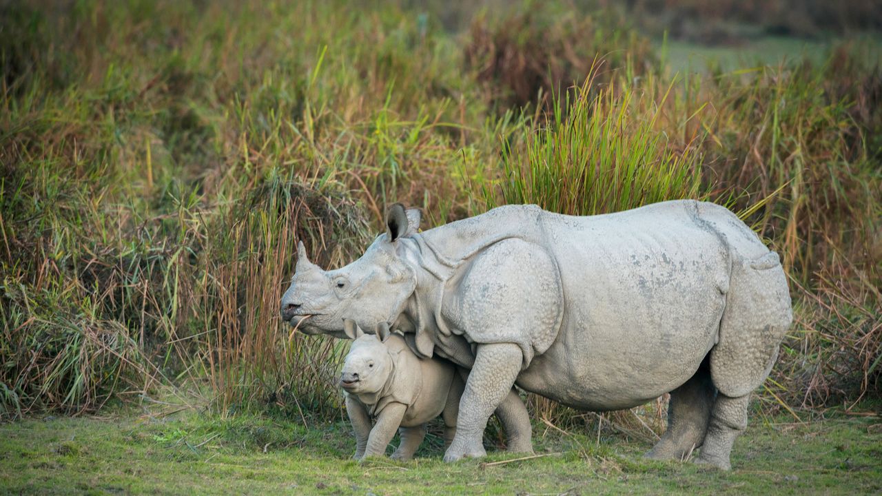 Rhino mother and calf, Kaziranga National Park, Assam