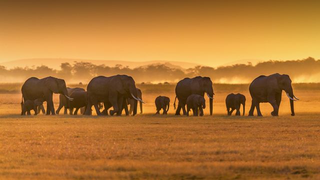 Éléphants d'Afrique, parc national d'Amboseli, Kenya