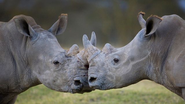 Male white rhinoceroses, Lake Nakuru, Kenya