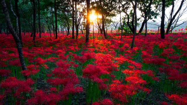 巾着田の彼岸花, 埼玉県 日高市