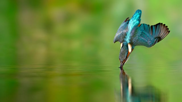 Martin-pêcheur en chasse dans une rivière de Lorraine