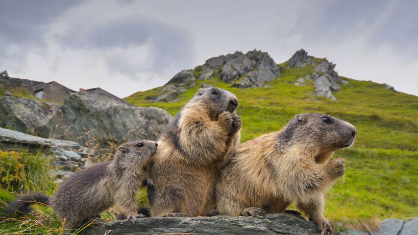 Marmotas alpinas no Parque Nacional Hohe Tauern, na Áustria