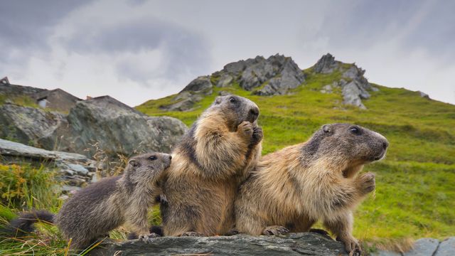 Alpine marmots in Hohe Tauern National Park, Austria