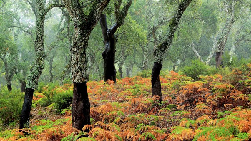 Cork tree forest