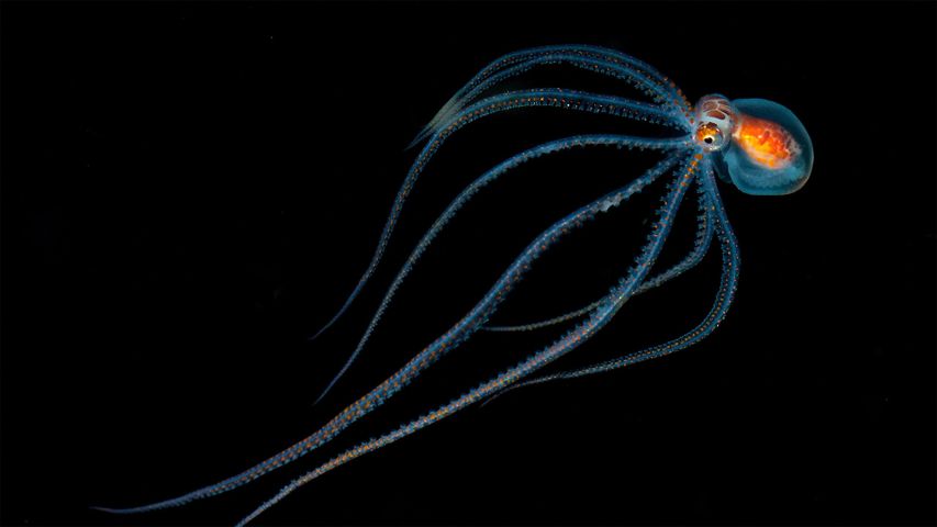 Während eines nächtlichen Tauchgangs aufgenommener Oktopus in der Nähe von Kona, Hawaii, USA