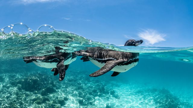 Pinguini, Isole Galápagos, Ecuador