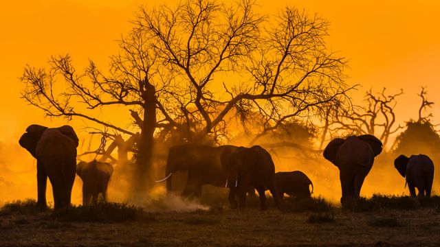 A group of elephants, Amboseli National Park, Kenya