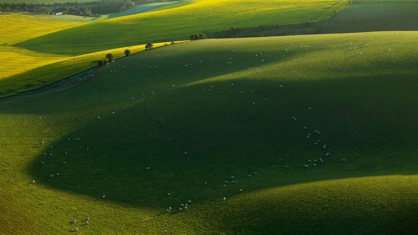 南唐斯国家公园的绵羊，东萨塞克斯郡，英国