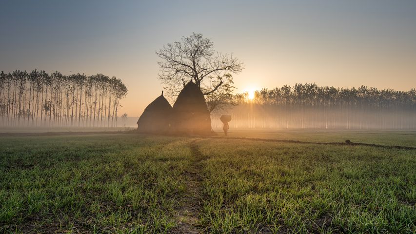 A field with thatched-roof huts, Punjab, India