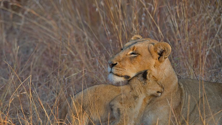 Ein Löwenjunges mit seiner Mutter im Wildreservat Sabi Sabi, Südafrika