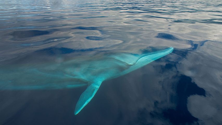 A fin whale in the waters off the Azores