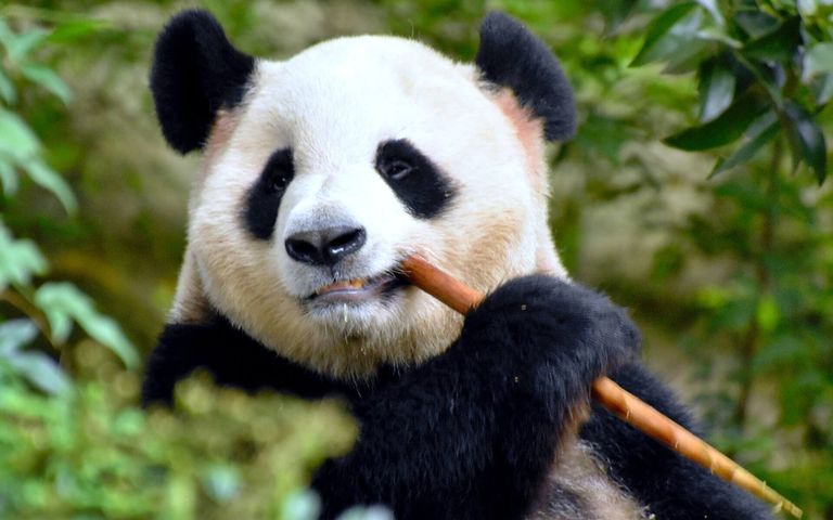 China Panda Bears Windows 10 Theme | Free Wallpaper Themes