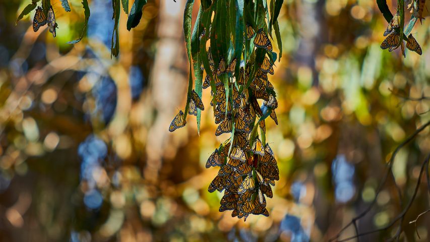 Farfalle monarca, Goleta, California, USA