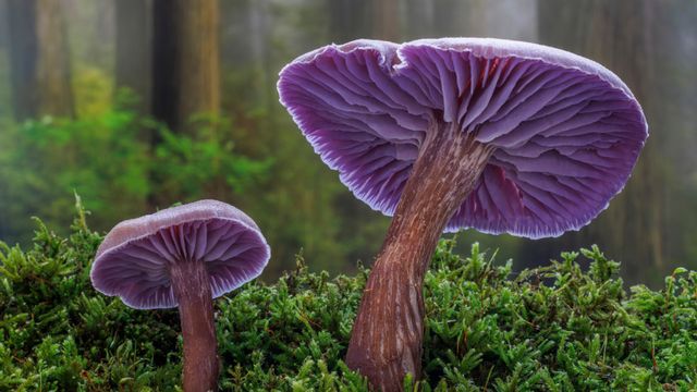 Champignon laccaria amethystina, Seabeck, Washington, États-Unis