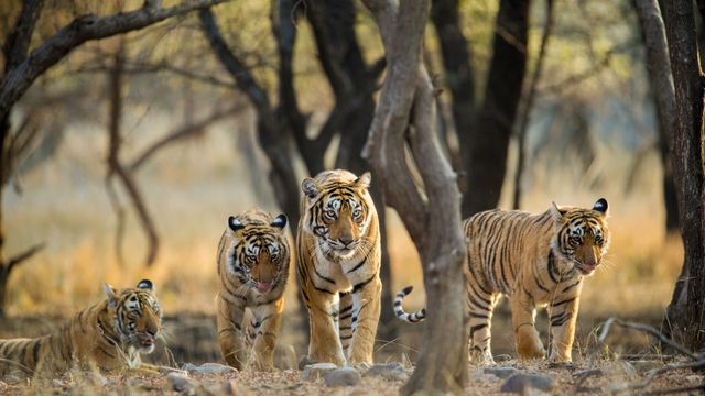 Tiger family a stroll one early morning at Ranthambhore National Park, Rajasthan, India