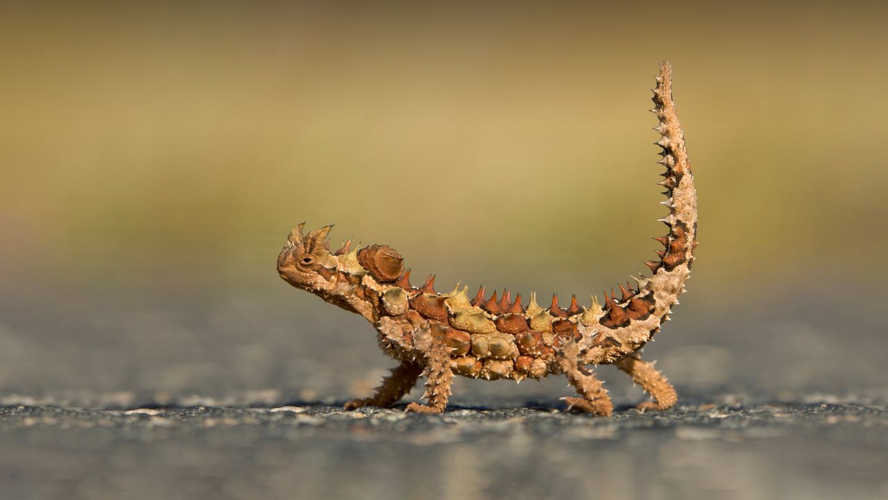 Thorny devil, Watarrka National Park, Australia
