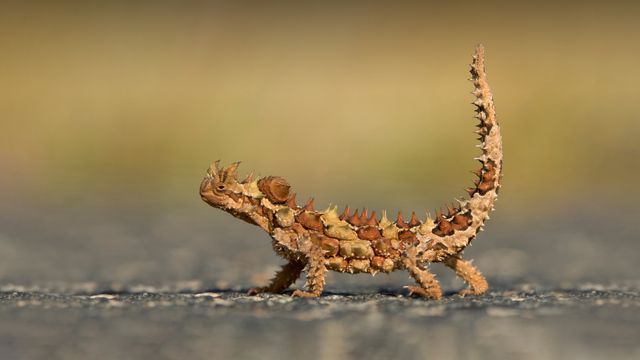 Thorny devil, Watarrka National Park, Australia