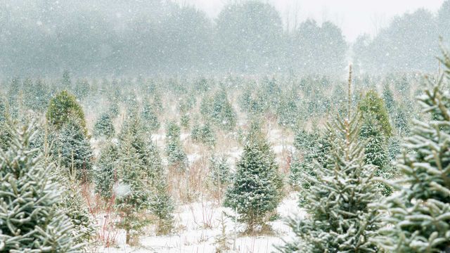 Christmas tree farm in Ontario, Canada