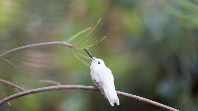 アンナハチドリの白変種, 米国 カリフォルニア州