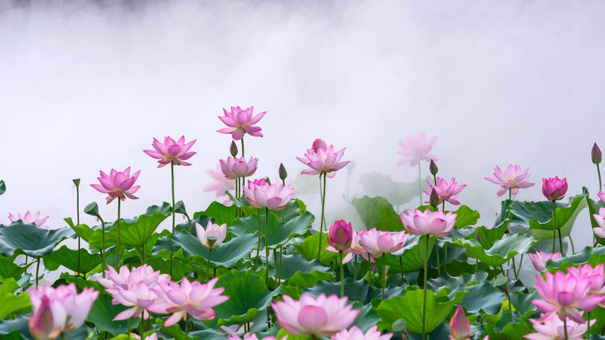 雾中莲花,中国佛山