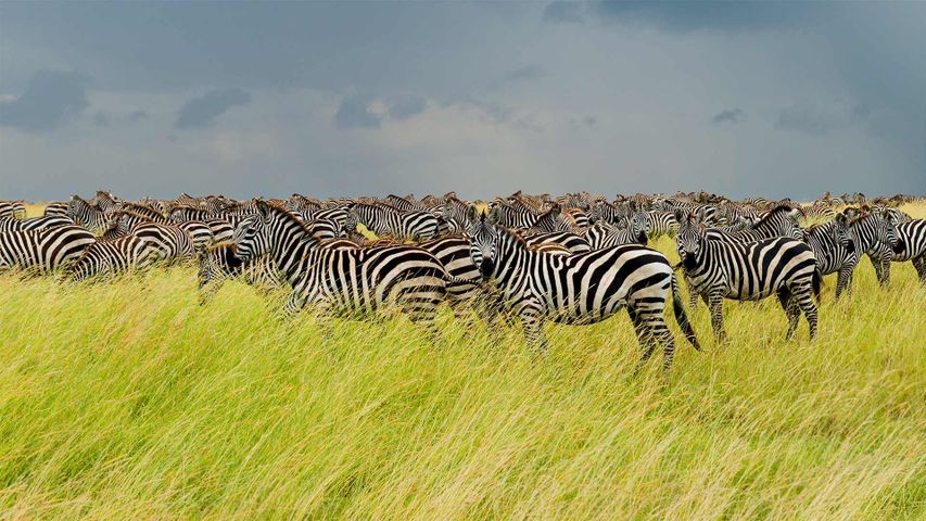 塞伦盖蒂国家公园里的斑马群，坦桑尼亚