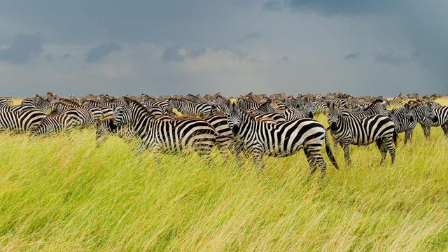 Zebras in Serengeti National Park, Tanzania