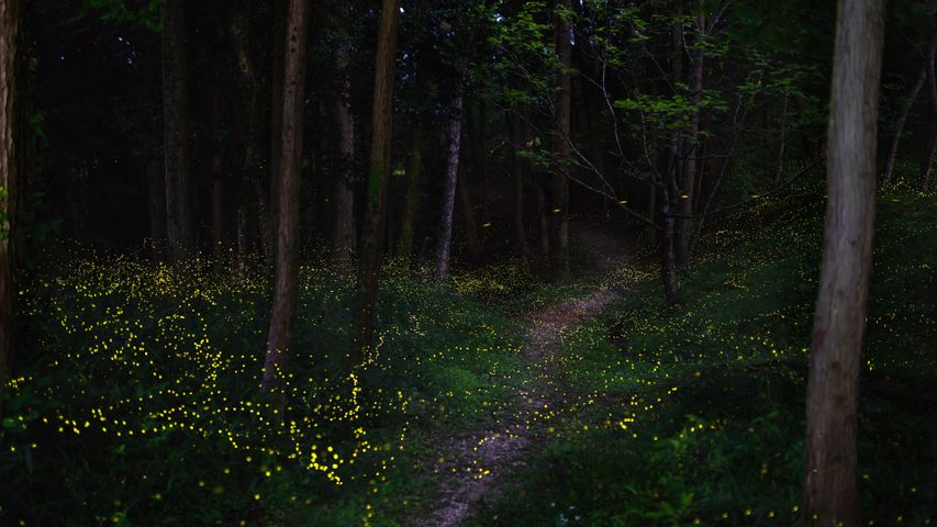 ホタルが光る森, 岡山県