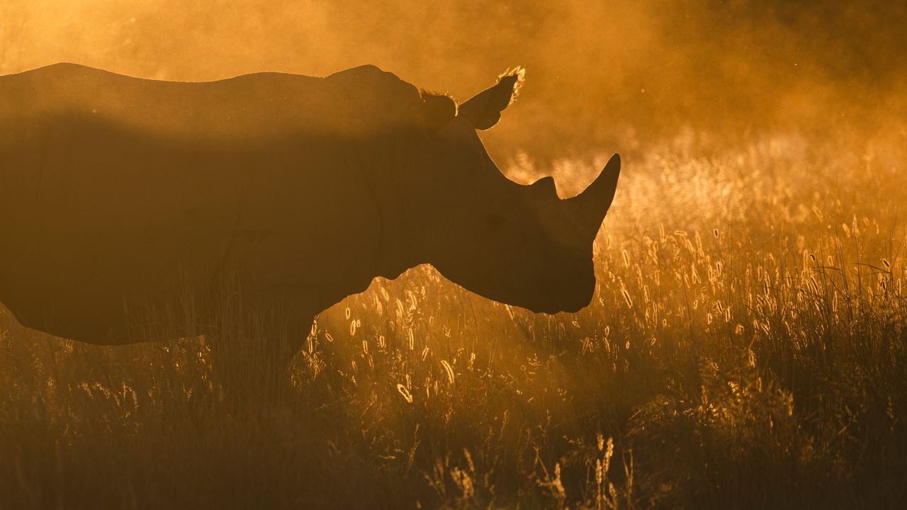 Rhinoceros silhouette, golden sunset grassland