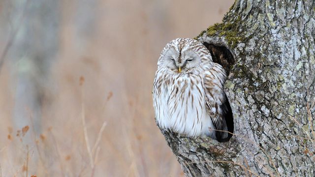 「エゾフクロウ」北海道