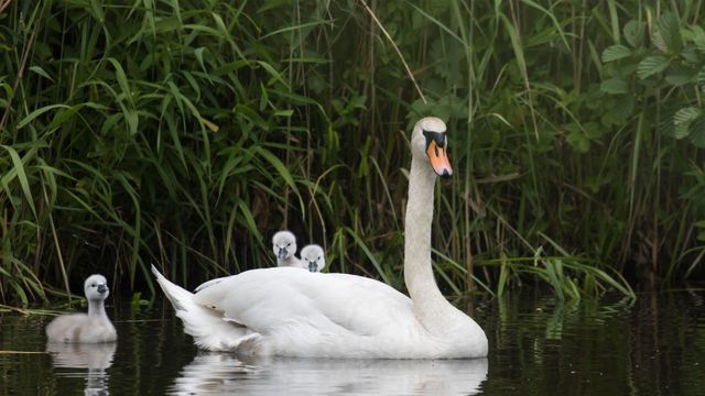 Höckerschwan schwimmt mit Küken, Hessen