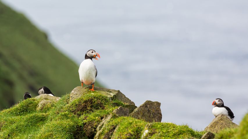 Perching puffins