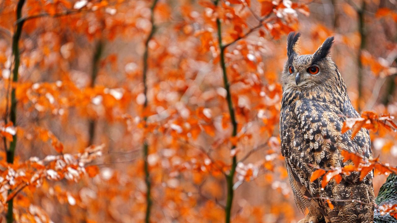 Europäischer Uhu auf einem herbstlichen Baumstamm, Deutschland