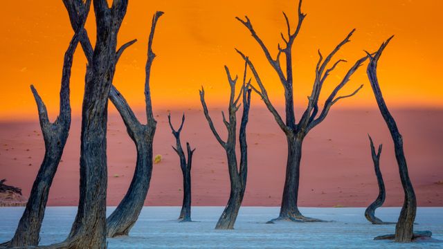 Camel thorn trees, Deadvlei, Namib-Naukluft Park, Namibia