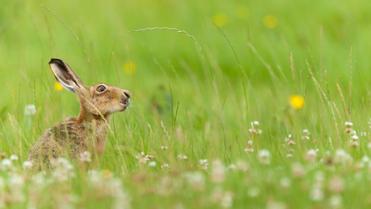 European hare, West Midlands, England