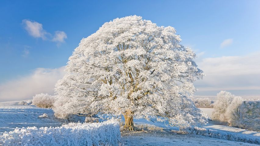 Hoarfrost and snow in the Cotswolds, England
