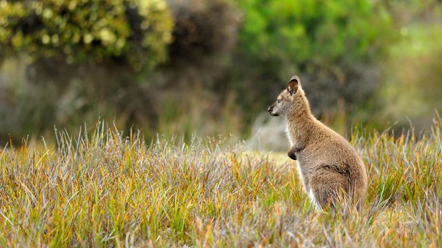 Wallaby at Mt. William National Park, Tasmania