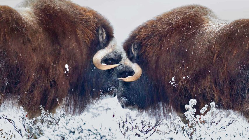 Boeufs musqués mâles près de Prudhoe Bay en Alaska